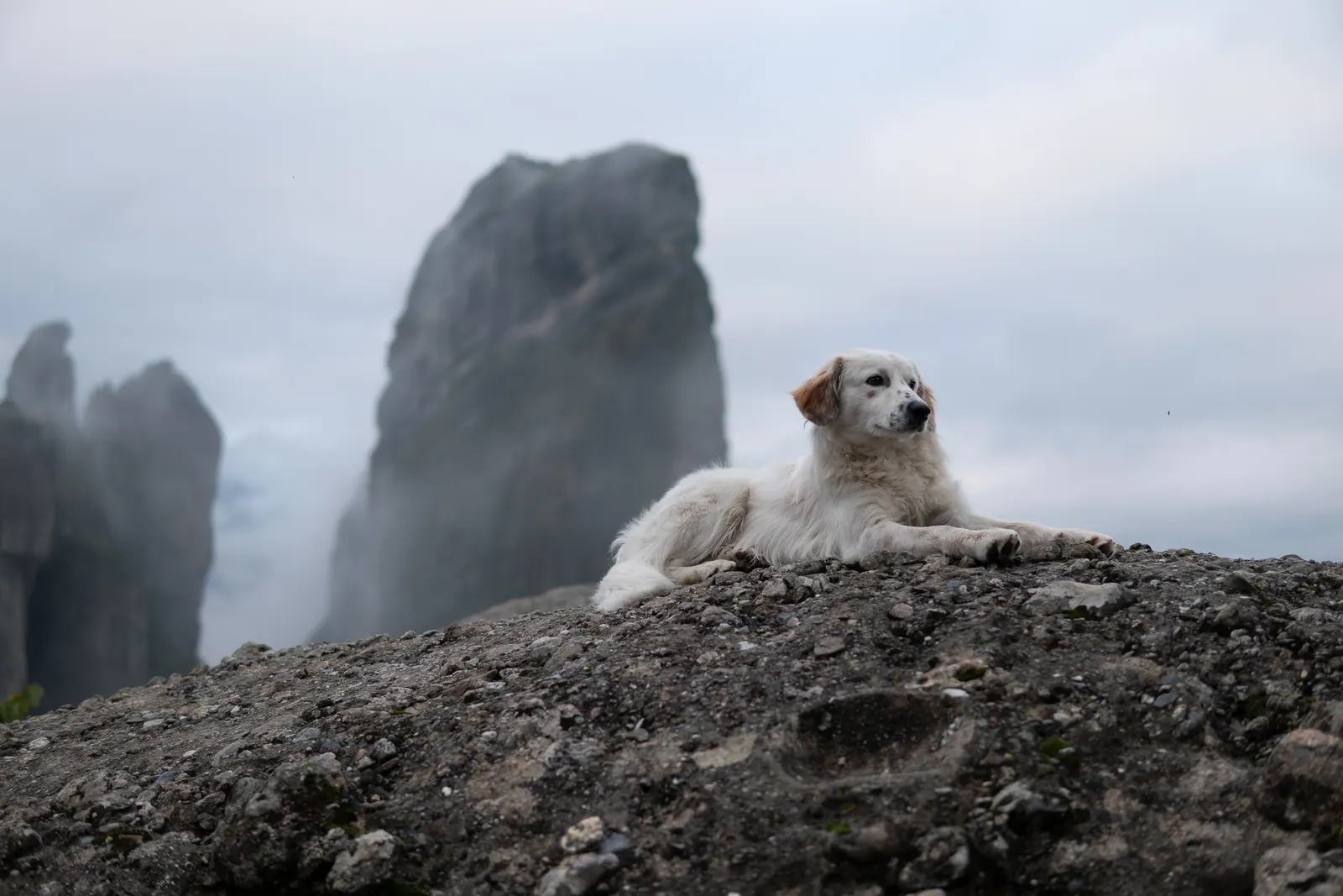 A white dog resting on a rock, sandstone pillars in mist behind.