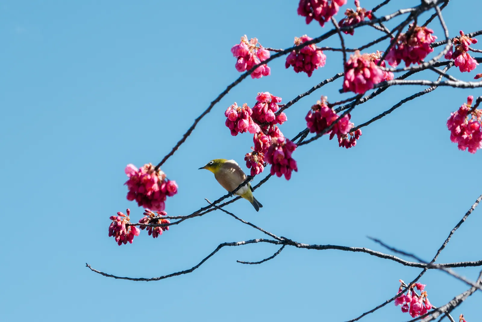 A small green bird among red plum blossom against blue sky.
