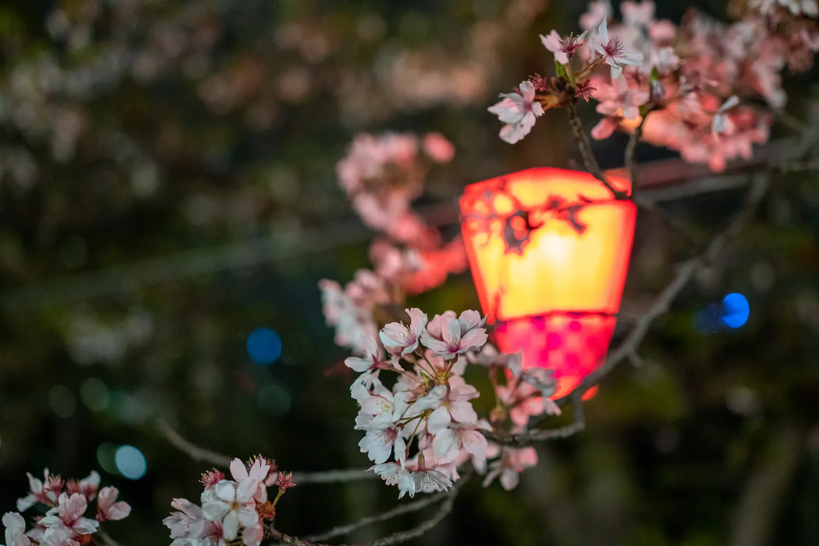 A glowing paper lantern among cherry blossom at night.