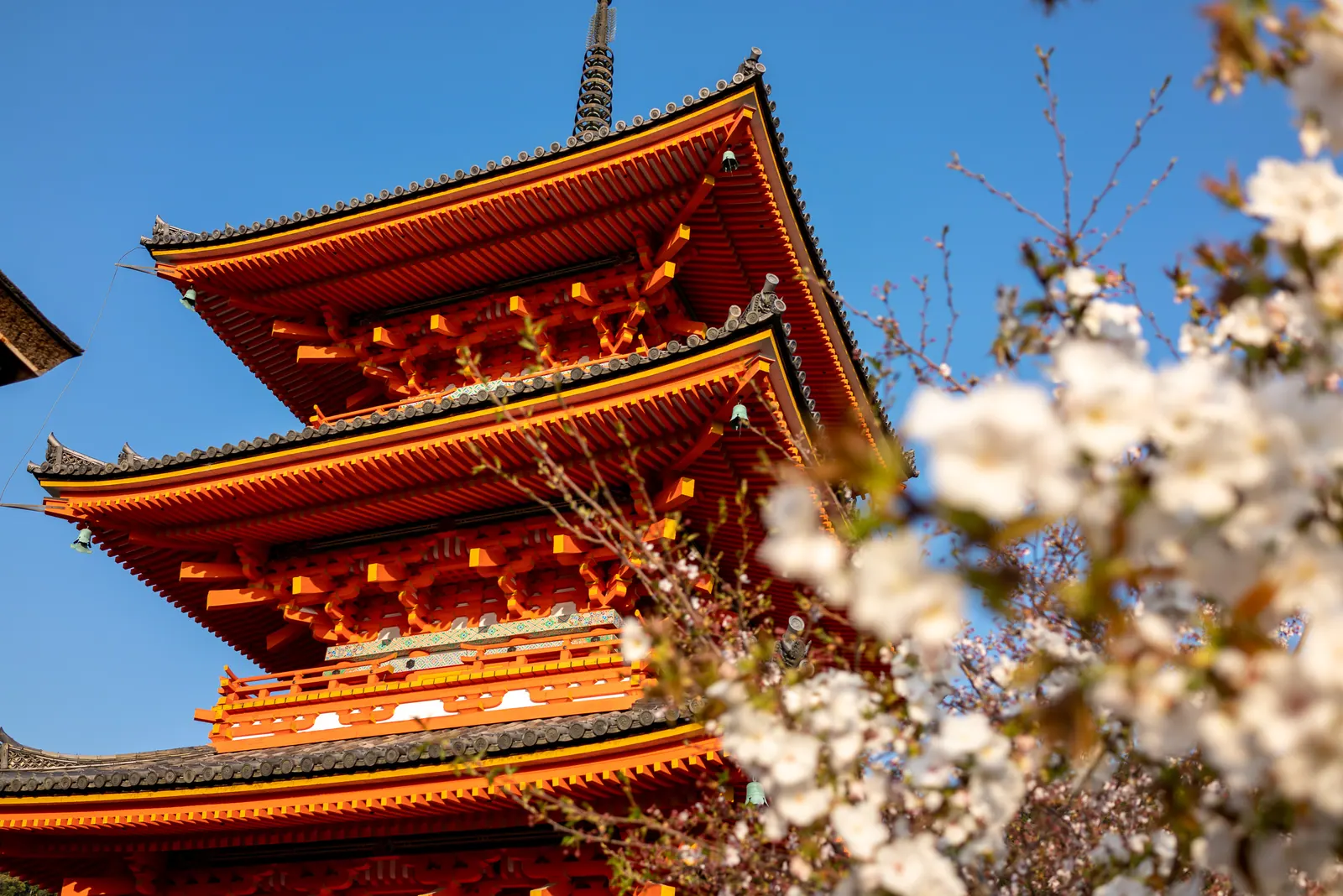 A vermilion pagoda framed by cherry blossom.