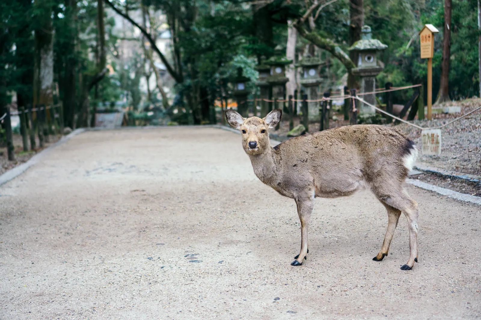 A deer standing on a gravel path lined with stone lanterns.
