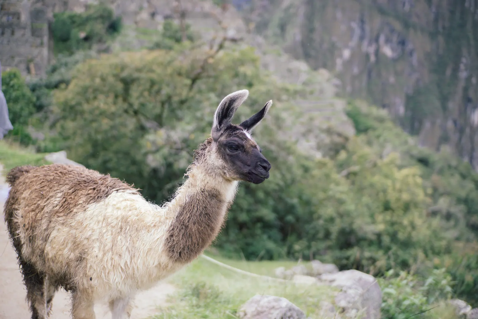 A llama looking back from a ledge above a forested valley.