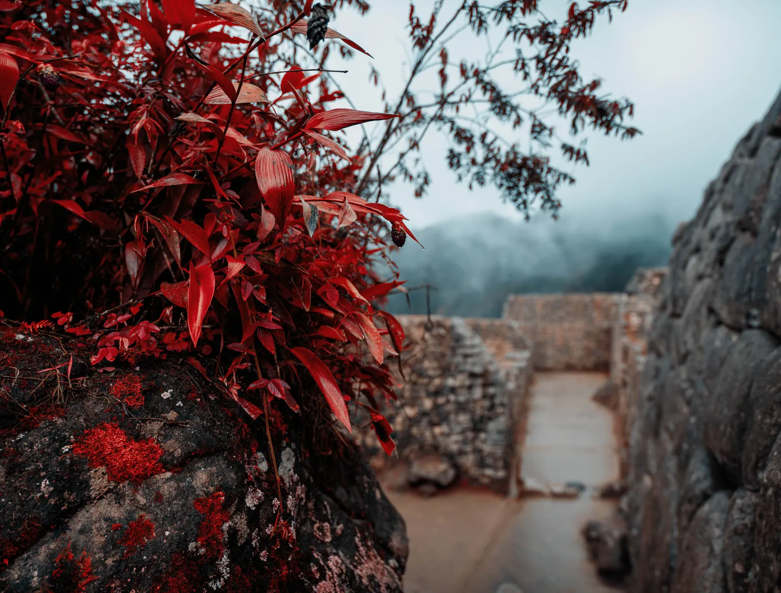 Red infrared leaves in the foreground of a stone enclosure, clouds settled over the ridge beyond.