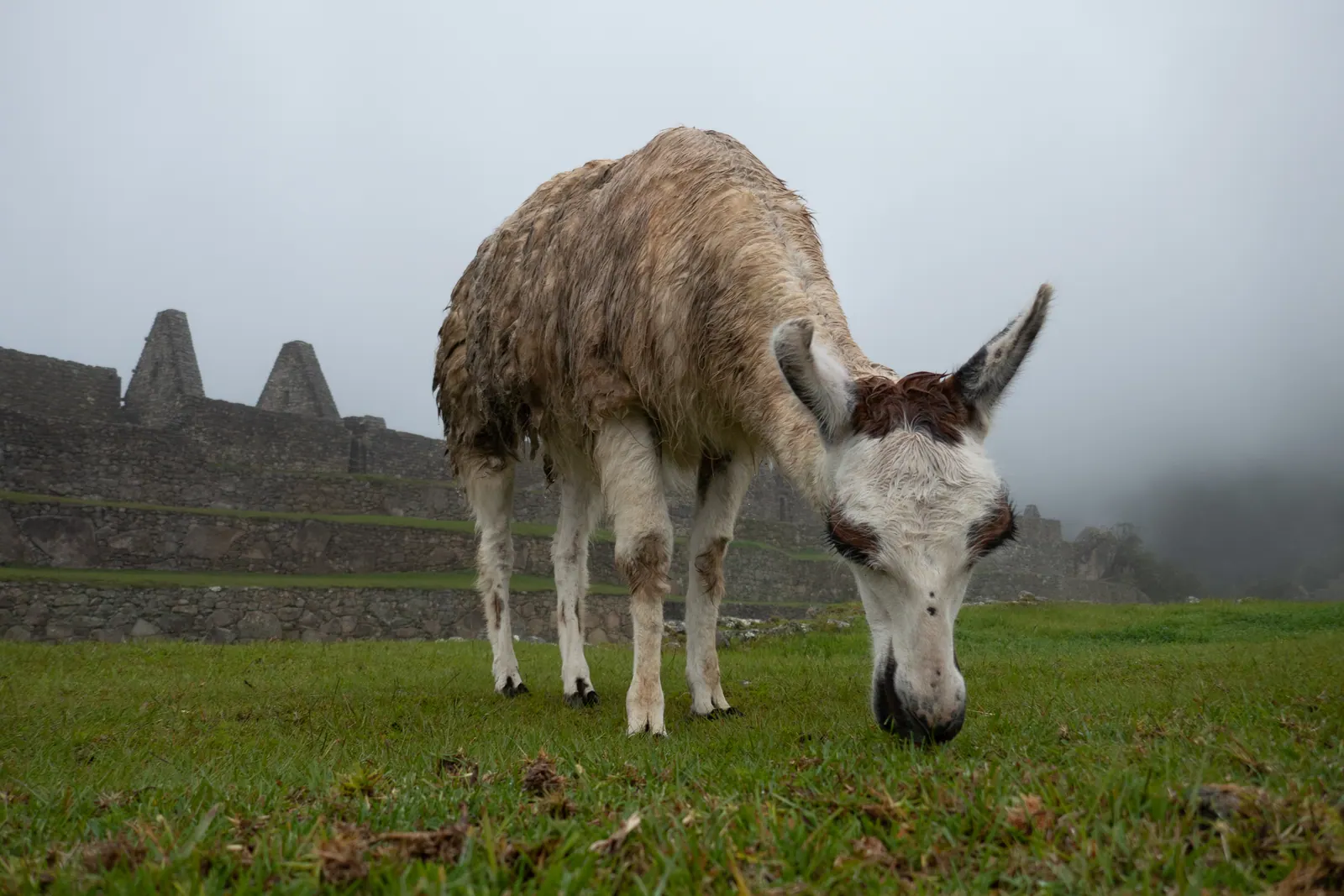 A llama grazing on a terrace, stone ruins and cloud behind.