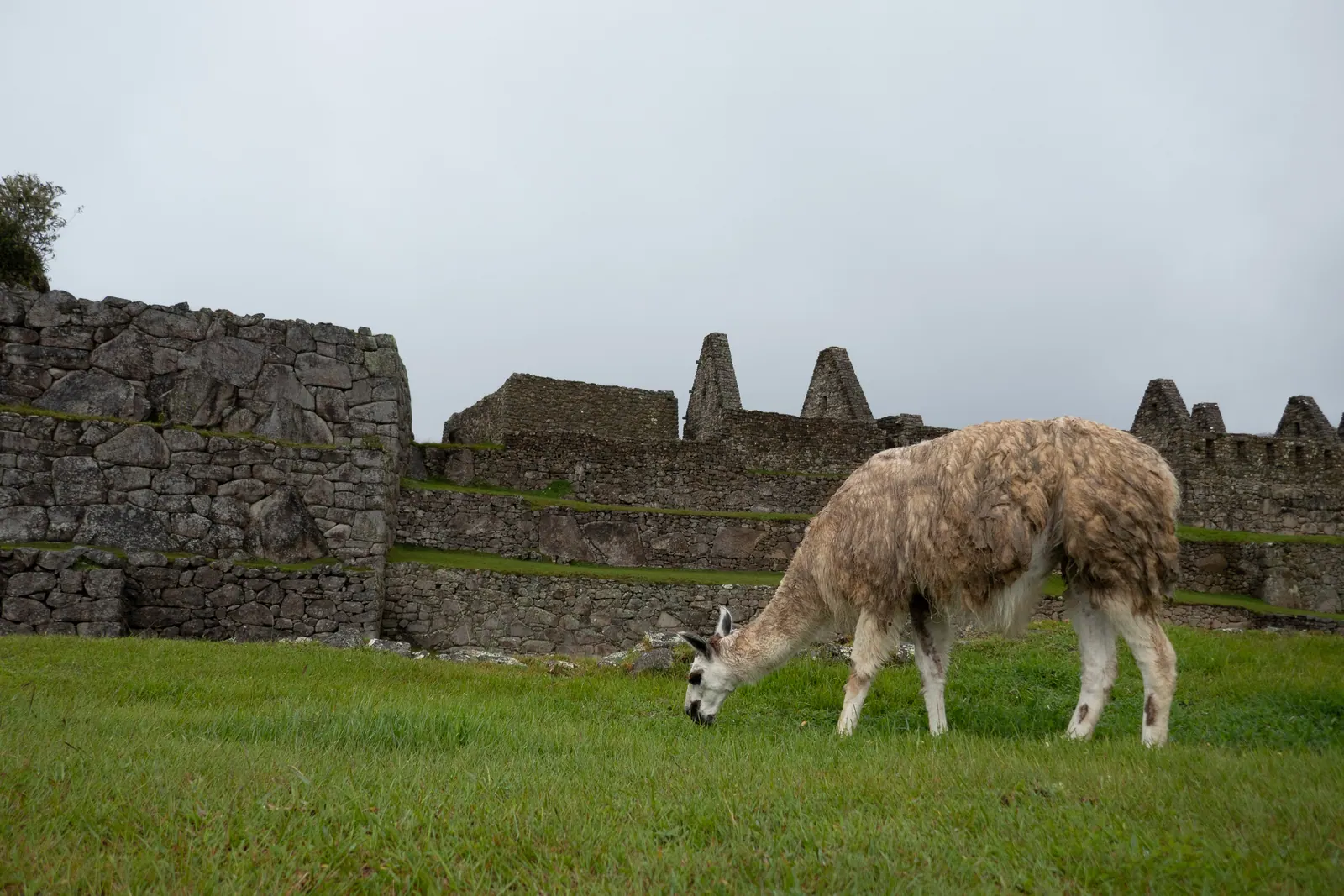 A llama grazing beside stone walls with gabled ruins.
