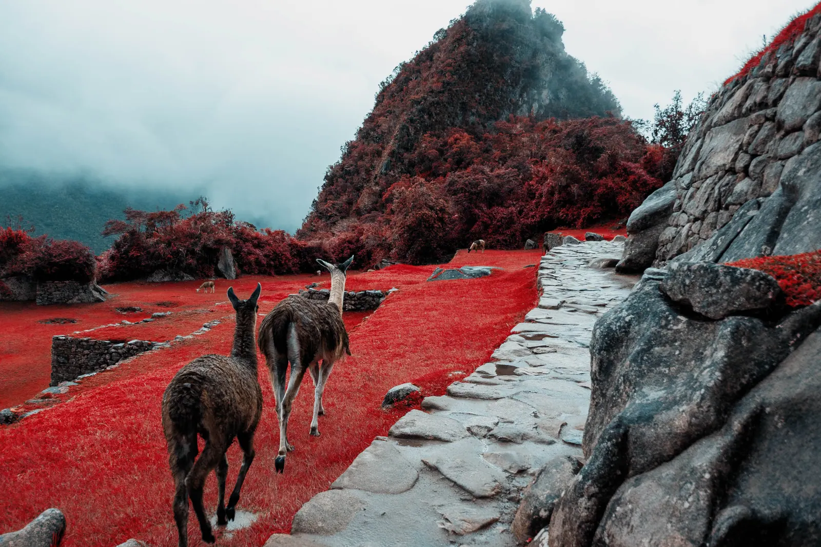 Two llamas walking across a terrace of red infrared grass toward a forested peak in mist.
