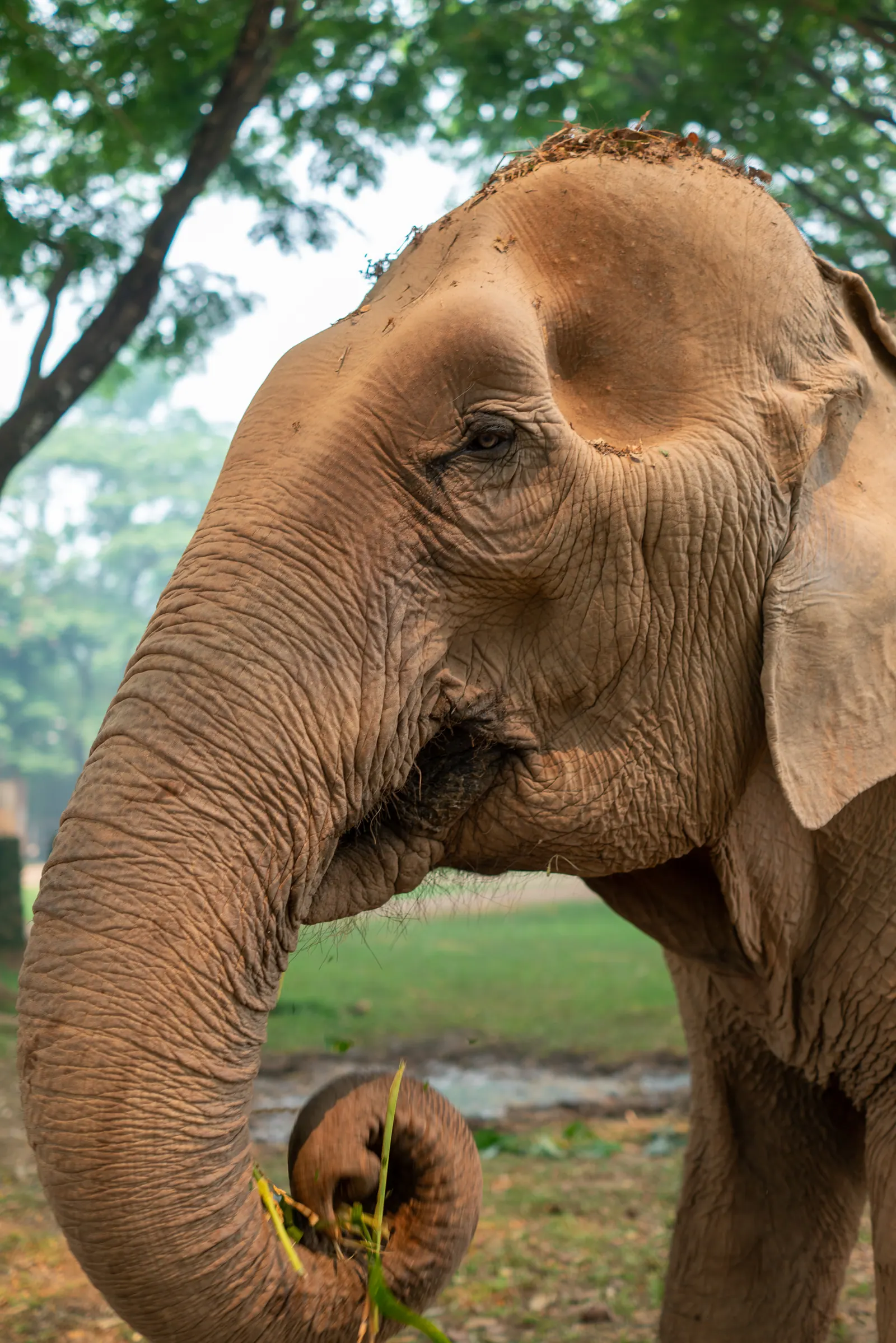 An elephant eating grass, its trunk curled.